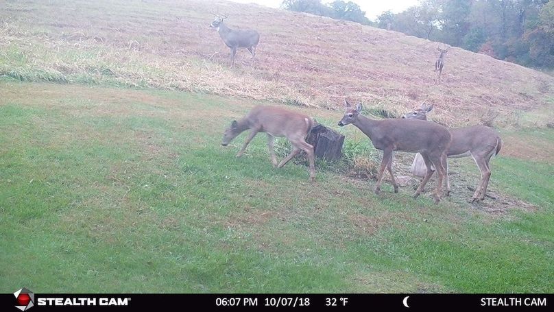 Bucks and Does Oct 2018