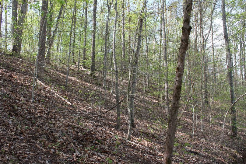 009 north facing slope near the south ridge