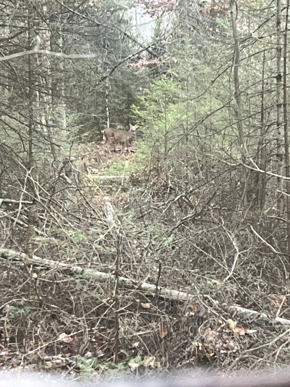 75452174578__31664483-B980-433D-A62C-8BFF2DF48CB6