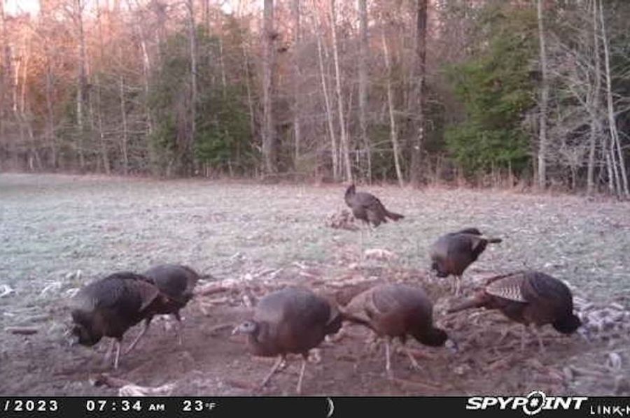 trail cam 6