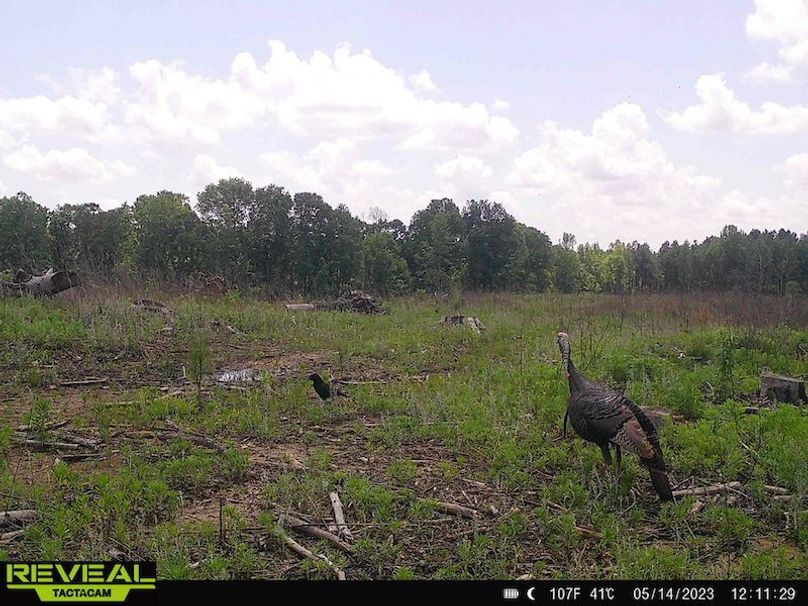 Copy of Prentiss County, MS 703-10