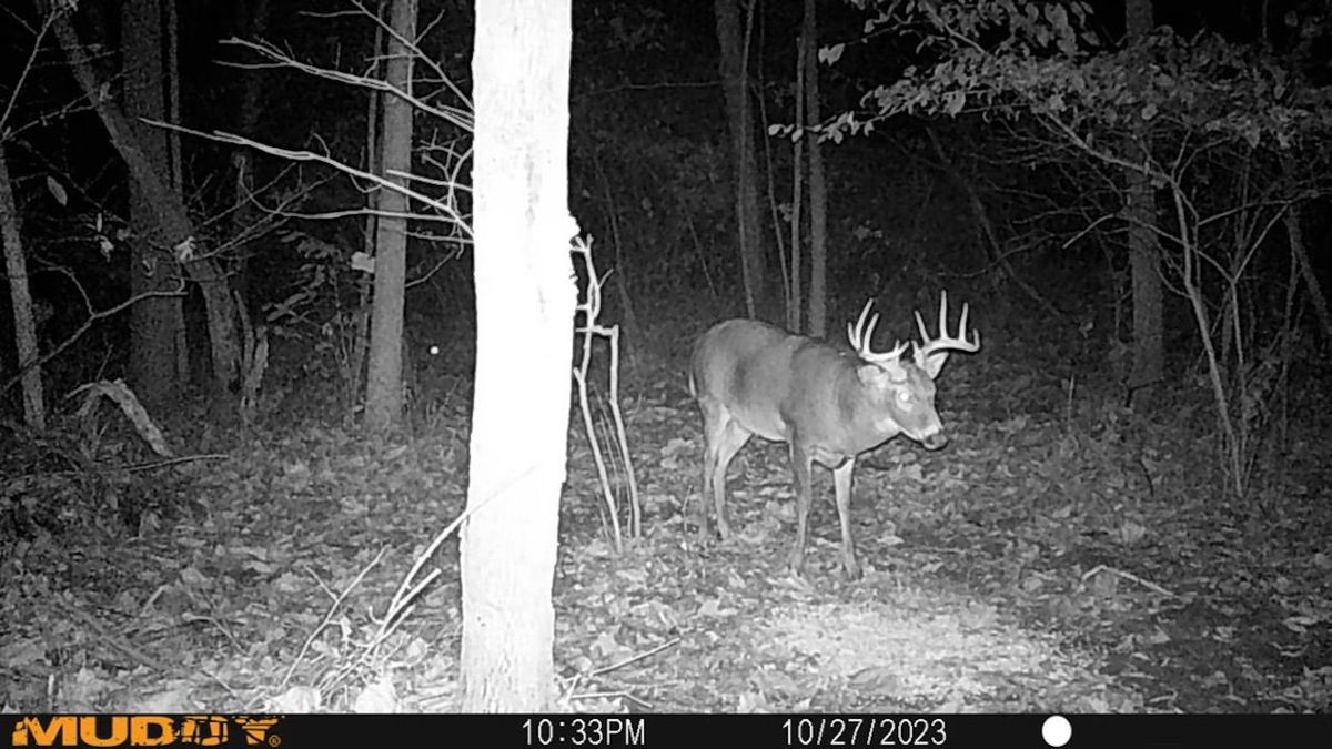 Home And Cabin Building Location Whitetail Properties