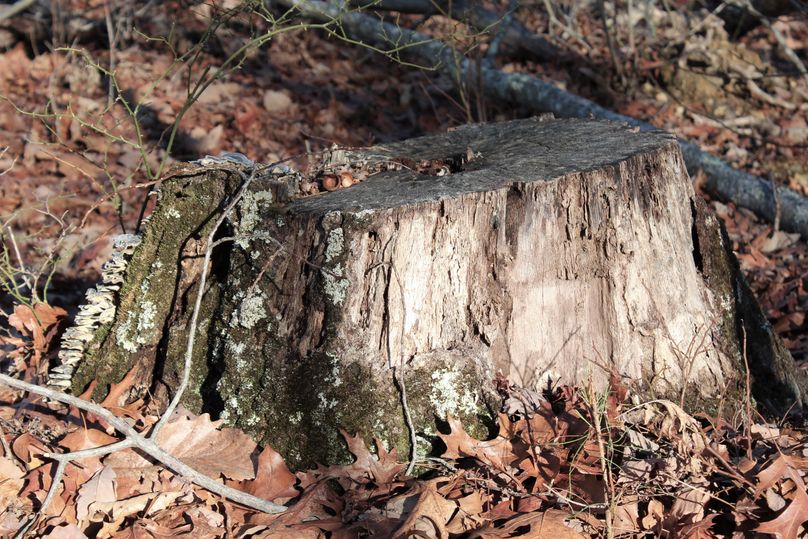 017 stumpage from the most recent timber harvest