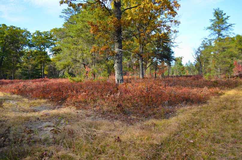 Screenshot 2025-11-14 at 11.31.33 AM