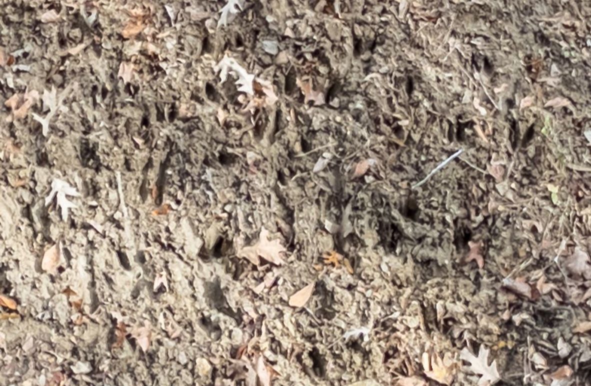 Yazoo Co - 75 - Batton-04