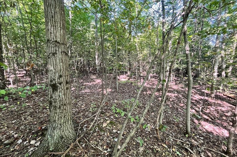 Chemung_25.999_Rouseland_Photos_4