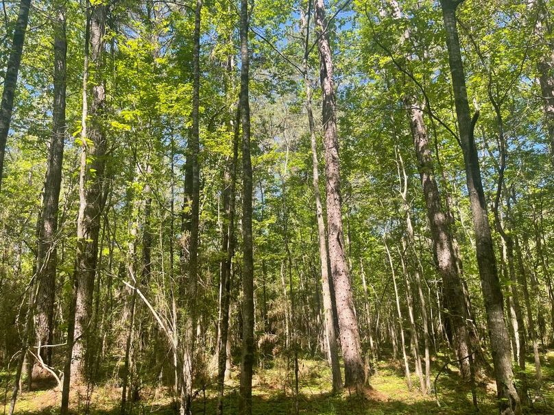 98C41B3E-168B-459F-A17A-7615F435F792_1_105_c