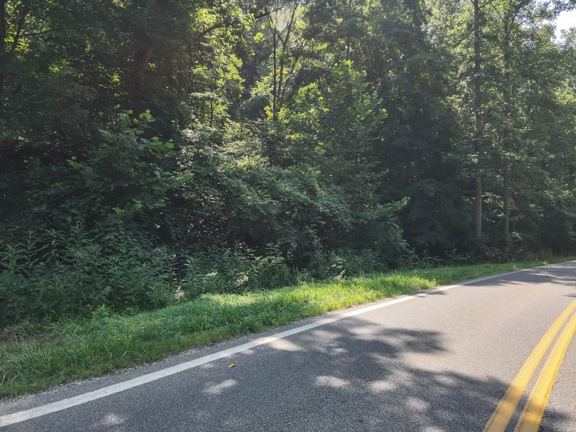 49. Road View into Property (41acres)