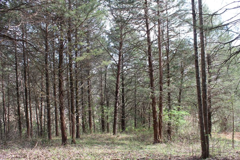 006 forested east facing slope in the southwest corner of the property