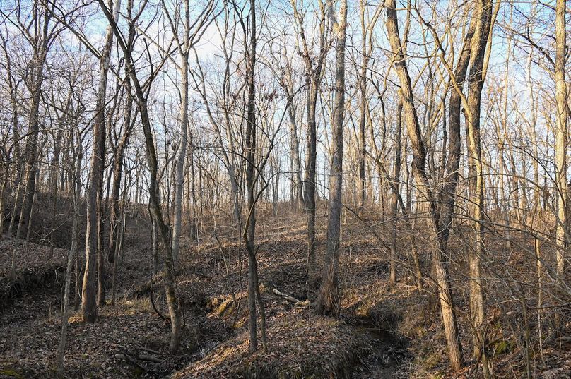 vandalia 450 (2)-2196