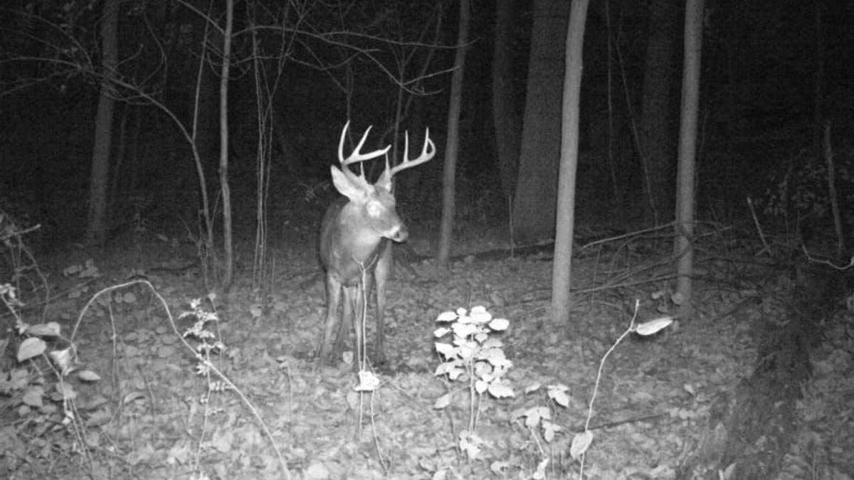 Top Quality Mountain Ground, Dream Come True In South Central PA