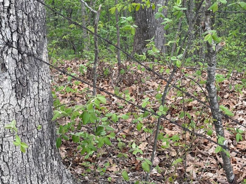 008 Old Fenching on the Ridge Top