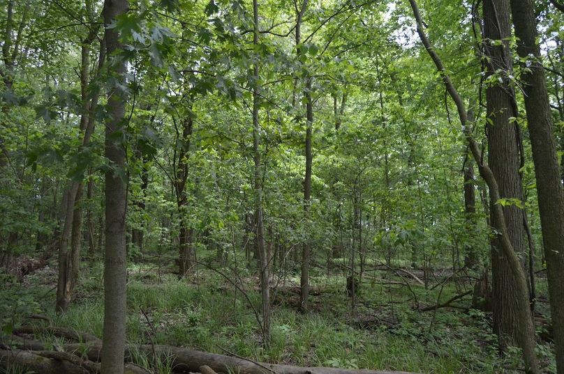 Trees along east edge