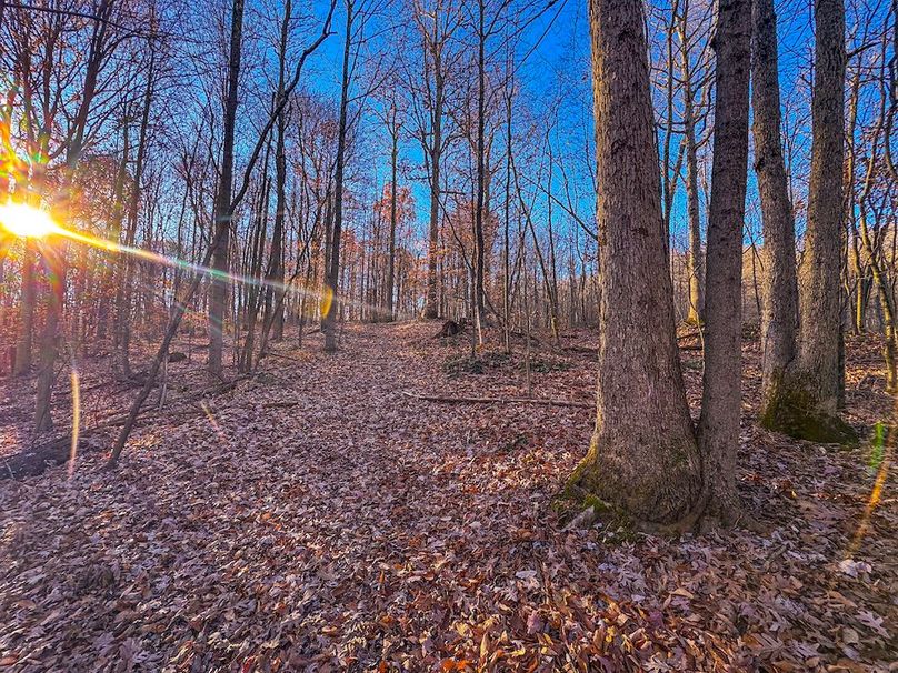 Pleasants_Wood 169.97 AC Cokeley-61