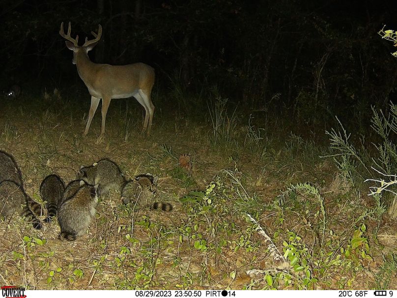 Okmulgee 40 Gulley Trail Cam Pic3