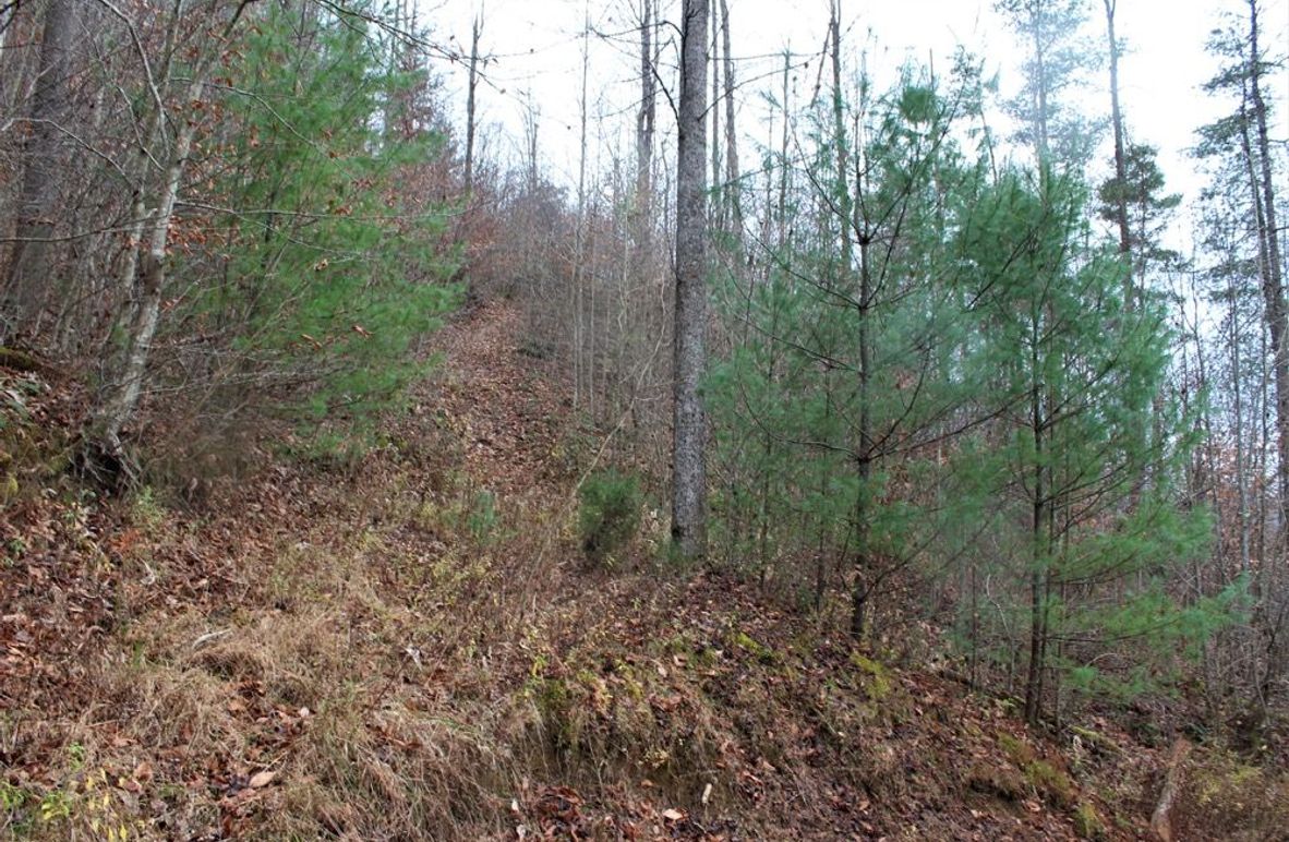 004 new growth coming back in along a north facing slope