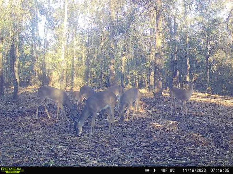 New Trail Cam 1
