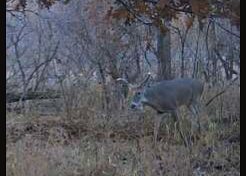 Screenshot_20251122_163118_SPYPOINT