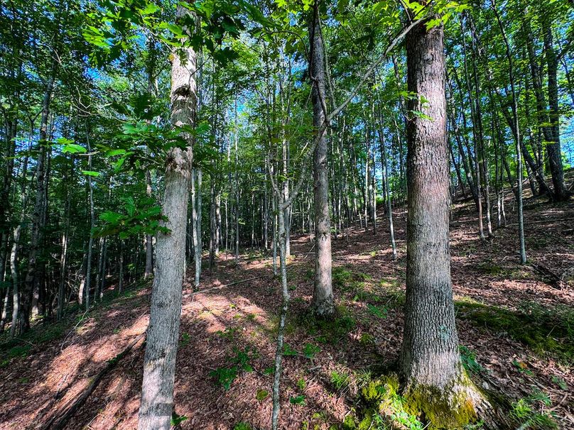 Lewis, WV 82.87 AC Barger-064