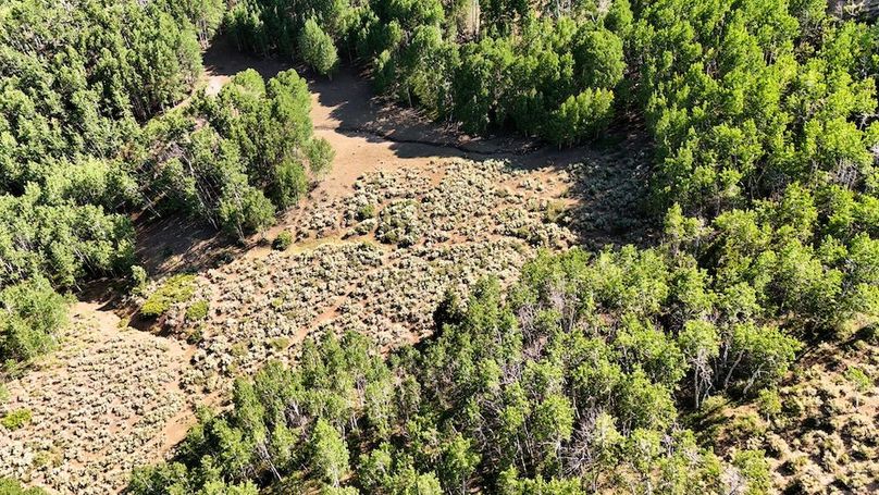 DJI_20250726165952_0077_D