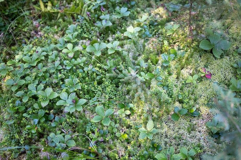 Mackinac 320 Copenhaver-87