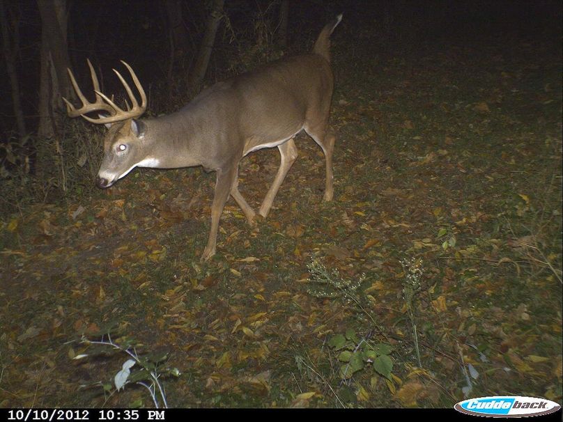 Deer Cam Tracker Pic. 341