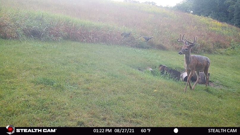 10 point buck Sept 2021