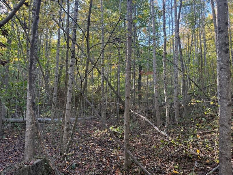 012 new stand of poplars on east facing slope