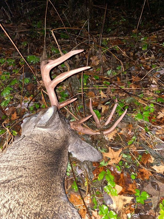 54.03 Houston Deer-4