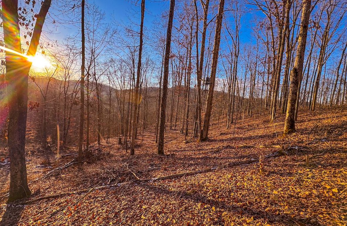 Roane, WV 100.12 AC Tree Line-36