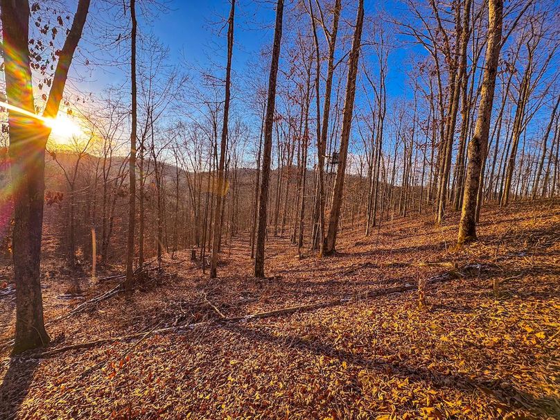 Roane, WV 100.12 AC Tree Line-36