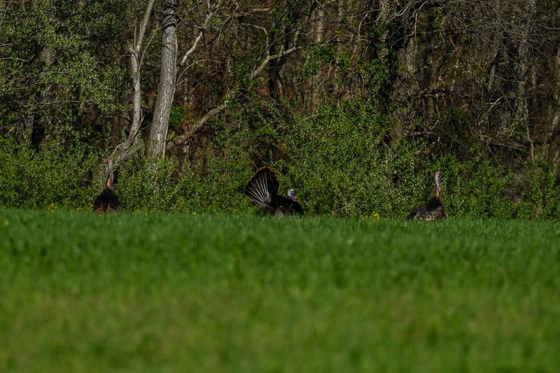 vandalia 450 (2)-2492