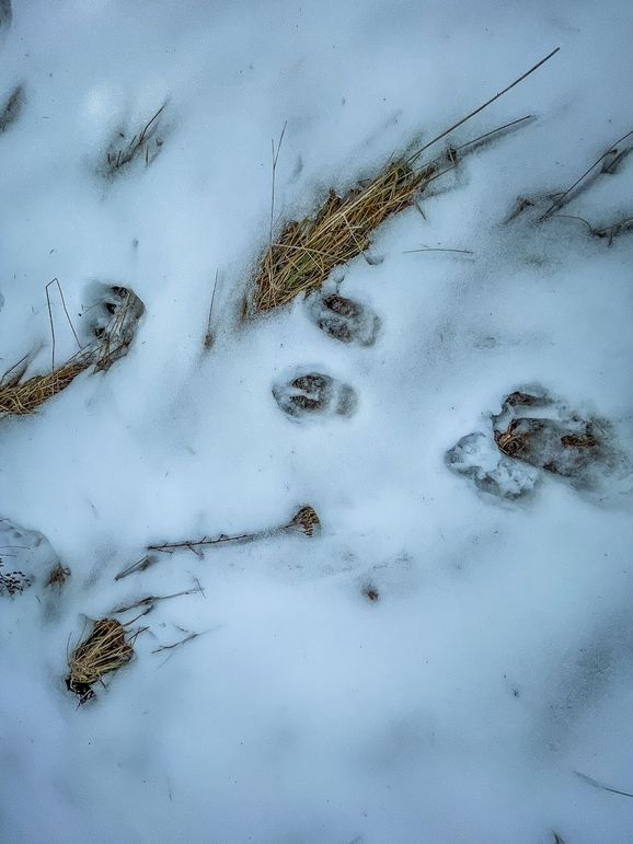 Adams 10.06 Johnson-17