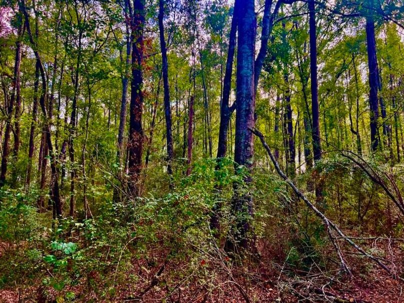 519F9C2E-E845-4C04-B9DE-13A38F184902_1_105_c