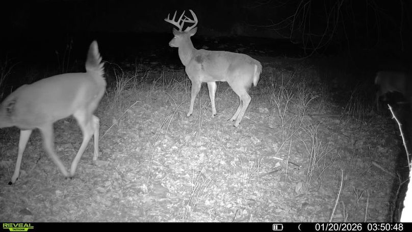 016579007722387-45-2-01202026035048-V-SYFW06752