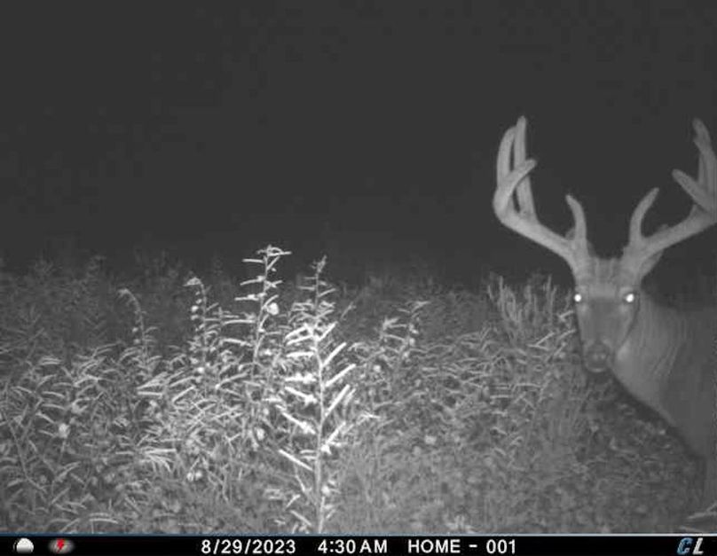 trail cam38