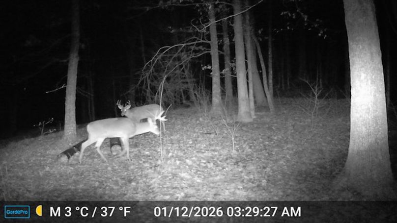 Calhoun, WV 132.84 AC Szegi Trail Cam-10