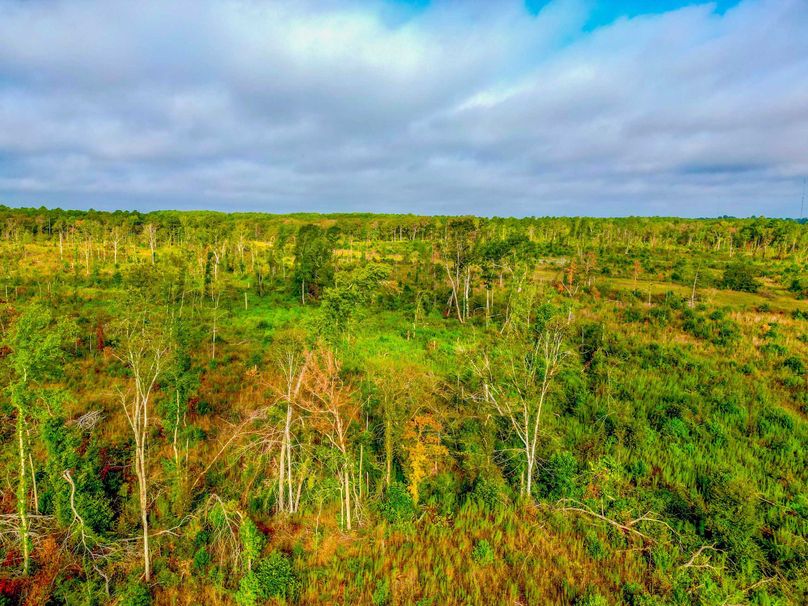 Recreational Property Near Timpson, Texas Whitetail Properties