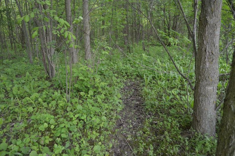 Nice deer trail