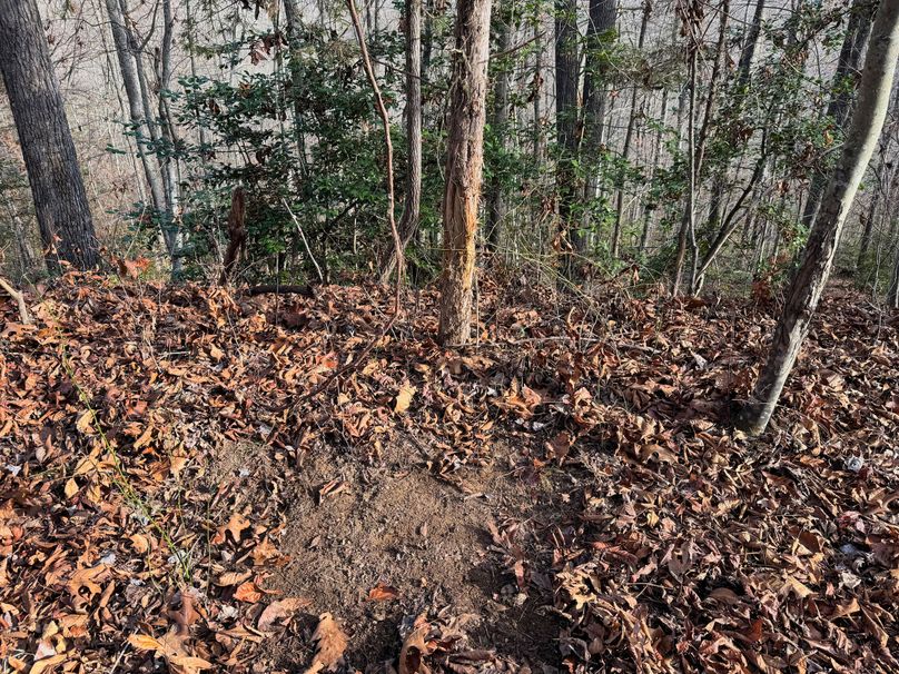 007 loads of last seasons deer rubs and scrapes