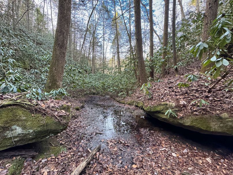 024 view from the feeder stream heading towards the main creek system