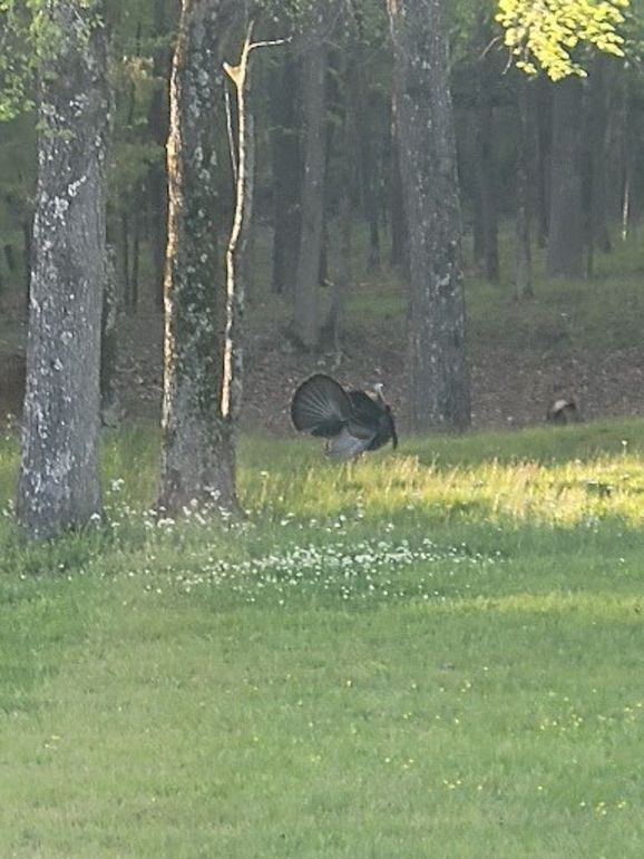 Backyard turkey 2