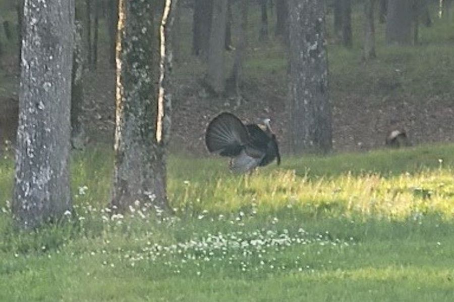 Backyard turkey 2