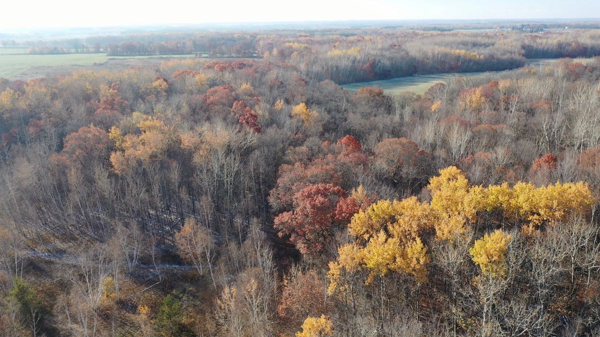 Buildable, Wooded Land Outside Of Brainerd Whitetail Properties