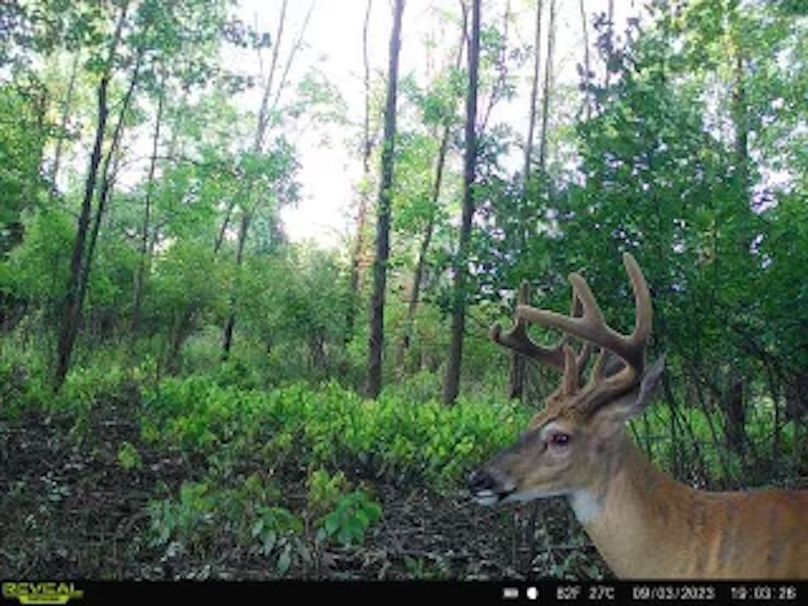 Deer cam 6