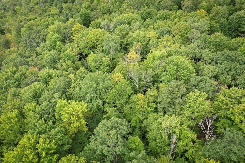 Chemung_60.55_Baumunk_Photos_36