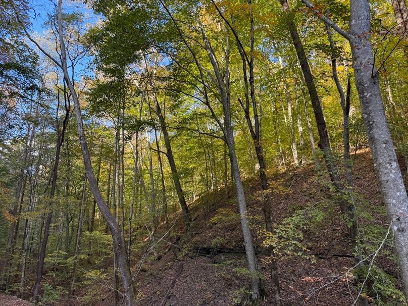 011 beautiful forested area near the stream
