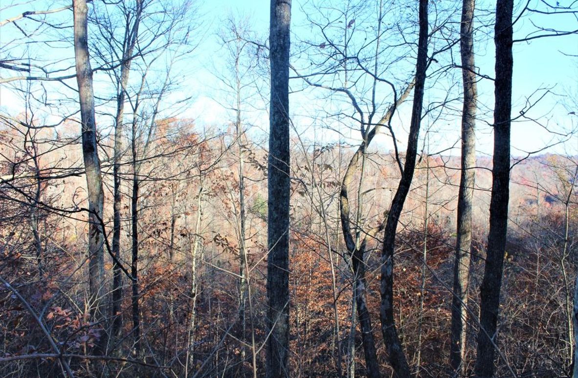 004 view from a west facing logging road overlooking the valley 