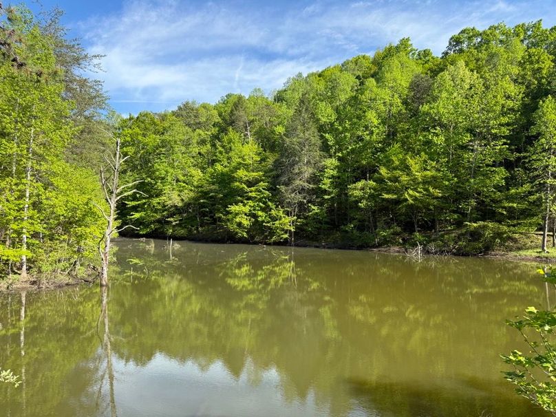 025 view of the upper reaches of the pond