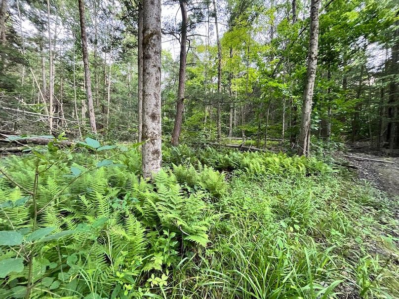 Chemung_77.71_Gutchess_Lumber_27